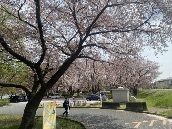 桜「TAMATOUお花見祭りに行ってきました！♪」