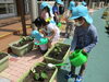 「夏の栽培活動に挑戦しています！」