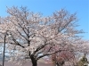 ③さくらの湯「【桜開花情報その2】」