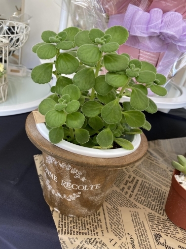 ナチュラル鉢カバー「癒しの多肉植物」