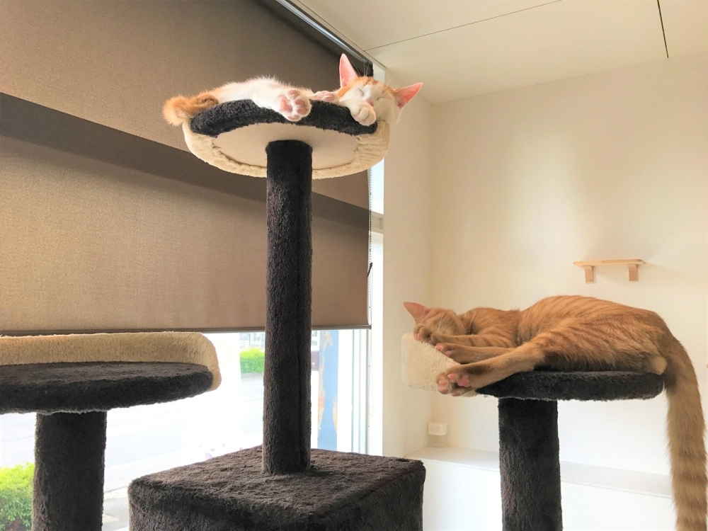 カワイイにゃんこに癒される ねこカフェ New Journey ニュージャーニー まいぶれ春日井市 おすすめショップ まいぷれ 春日井市 カワイイにゃんこに癒される ねこカフェ New Journey ニュージャーニー まいぶれ春日井市 おすすめショップ まいぷれ 春日井市