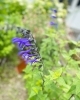 発色が鮮やかなメドーセージ「ハーブの花たち」