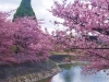 桜花 河津桜 #カワヅザクラ #かわづざくら #桜 #さくら #サクラ