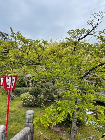 「桜色から緑へ」