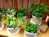 「＊小さな観葉植物＊」