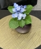 紫陽花「6月1日(月) 定休日です」