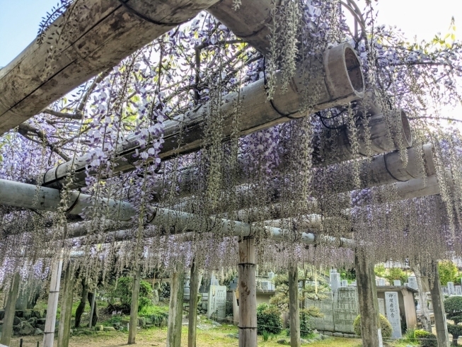 「【西条市喜多川】禎祥寺（観音堂）の藤が咲きはじめています♪」