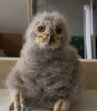「シベリアワシミミズクの赤ちゃんを、お客さまに新しくお迎えいただきました🦉✨」