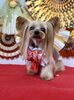 ころんちゃん「Happy New Year」