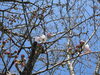 園庭の桜が咲き始めました✿「楽しい春休みを過ごしているかな？？」