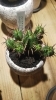 入荷情報！手頃2000円～3000円代でおしゃれな鉢に入った植物たち入荷