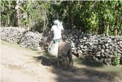 ハイチ　農園「【ハイチ モンラセル／GWの営業日】」