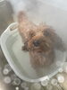 「お友達♡ Dog salon mofu mofu 余市町」