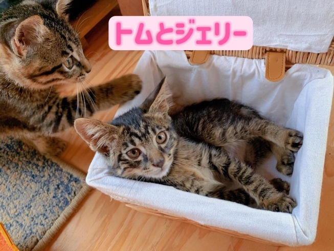 猫スタッフ(=^ェ^=)「和心村猫村民、３匹新入りきました！  名前を募集していま〜す！」