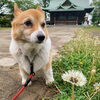 hug「 小樽の古民家ゲストハウスよりGood morning Otaru!」