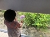 生徒さんが紫陽花見てる！「北区広瀬町教室の紫陽花」