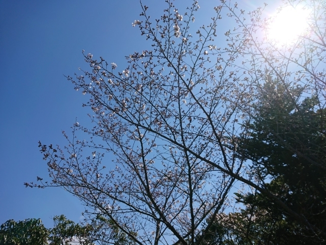 アトリエの裏手の桜の木です(^_^)「ご夫婦のペアマスク！」