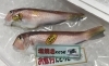 「魚魚市場鮮魚コーナーおすすめは「水イカ・カナトフグ」です♪」
