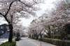 川崎鈴彦、【桜花残照】、希少画集画より、状態良好、新品高級額装付 川崎鈴彦、【桜花残照】、希少画集画より、状態良好、新品高級