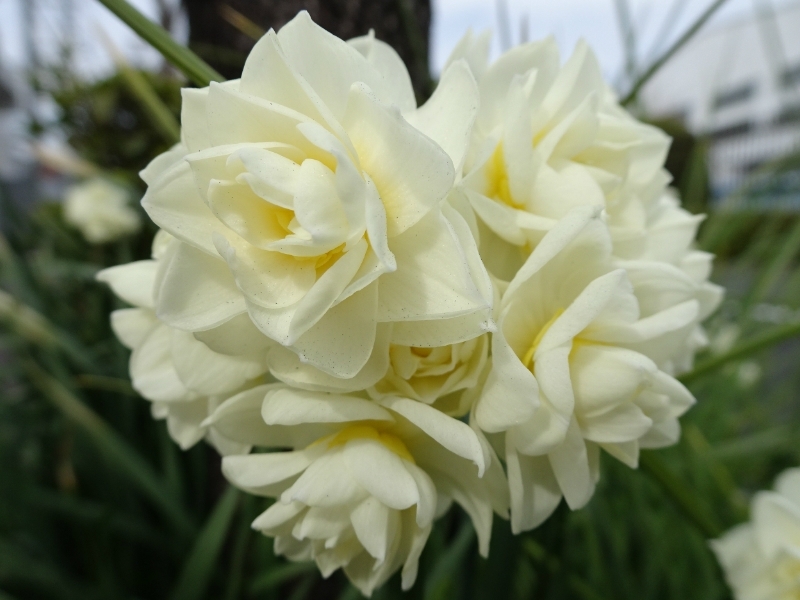 八重に咲く水仙 季節を感じる まいぷれ 府中市 八重に咲く水仙 季節を感じる まいぷれ 府中市