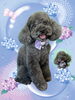 「Dog salon mofu mofu　余市町」