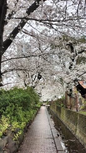 「桜シーズン到来」