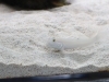 ❹とても小さなミズタマハゼ（撮影：編集部）「狸小路にある水族館「AOAO SAPPORO」に行ってきました！」