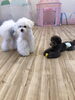 ペチくんとぷっかくん「ましゅまろ幼稚園　^o^」