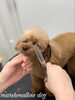 リルちゃんカット中〜「冬のオプションキャンペー（＾_＾）」