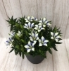 花鉢　りんどう『白寿』「♬敬老の日をお祝いしましょう♬　」
