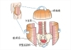 この4つの筋肉は身体の中でも特に重要です。「腹横筋、横隔膜、多裂筋、骨盤底筋は、体幹を安定させる役割を果たすとても重要な筋肉群です。」