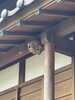 「スズメバチの駆除（事例：八女市蒲原）」