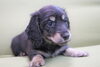 「ミニチュアダックス子犬情報」