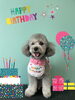 「Dog salon mofu mofu　余市町」