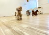 桃ちゃん　楽しくって最高の笑顔😄「ましゅまろ幼稚園🐾＆新入園児さん」