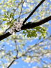 今年の桜は早かった…「GWのお休みのお知らせです」