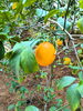 美味しそうなレモン🍋「植物園へGO〜🌴」