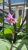 茄子の花「花が咲いたから。」