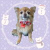 「Dog salon mofu mofu　余市町」