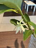 「樒のお花が咲きました😊」