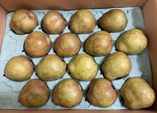 今が旬のラフランス🍐「 果実の恵みを味わう!贅沢フルーツゼリー販売中!🍊🥭🍍 枚方ビオルネ北館地下1階 新鮮果実 日野屋」