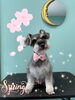 「可愛い子ちゃん♡Dog salon mofu mofu余市町」
