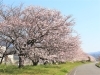 ②らくれん工場南側「【桜開花情報その2】」