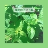 真夏のミント姫10ml