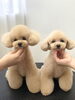 「プードル女のコちゃんたち　実は… (〃ω〃)」