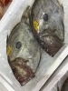 「魚魚市場鮮魚コーナーおすすめは「ハガツオ」です♪」