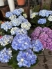 「鉢花入荷情報📢」
