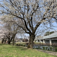 黒沢池近隣公園｜八千代市