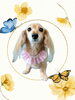 「Dog salon mofu mofu　余市町」