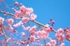 寒緋桜とソメイヨシノが楽しめます